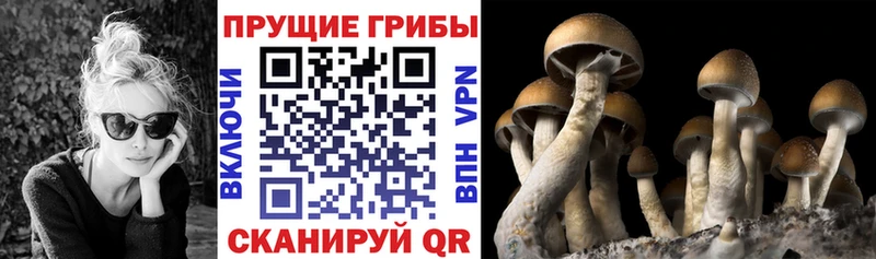 kraken ONION Магас Галлюциногенные грибы Psilocybine cubensis